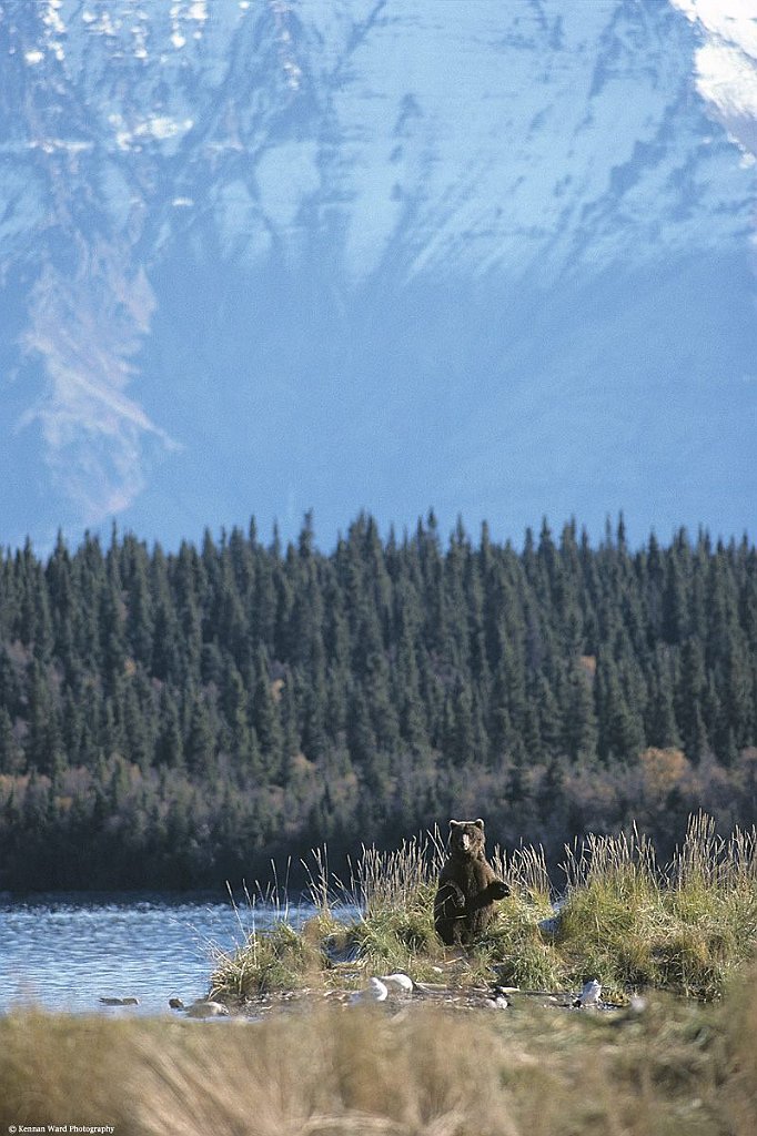 Surveying the Landscape, Brown Bear, Alaska